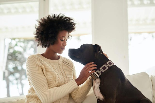 With an estimated 44 million homes in America owning a dog, it’s pretty fair to say that we Americans love having furry friends in our lives. And for good reason too!
